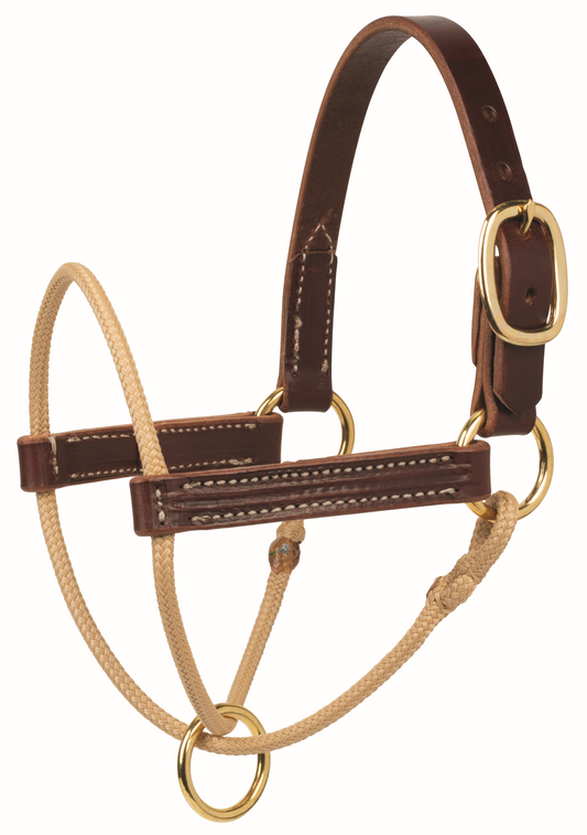 Kalley Krickeberg Foal Horseman's Halter