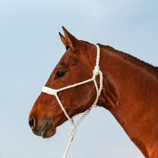 Slicktape Halter and lead