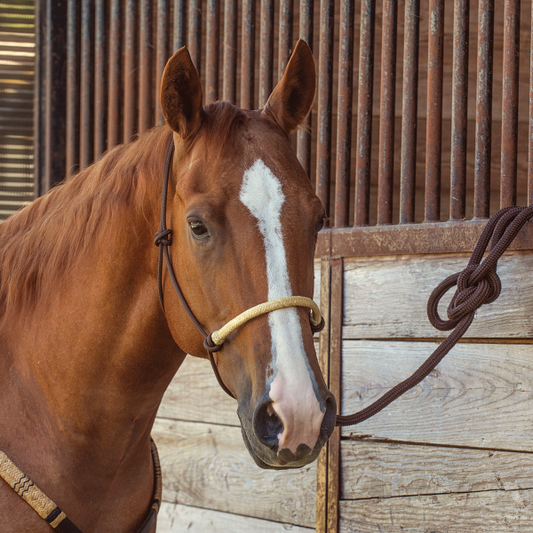 Braided Rawhide Rope Halter & Lead