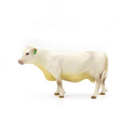 Charolais Cow