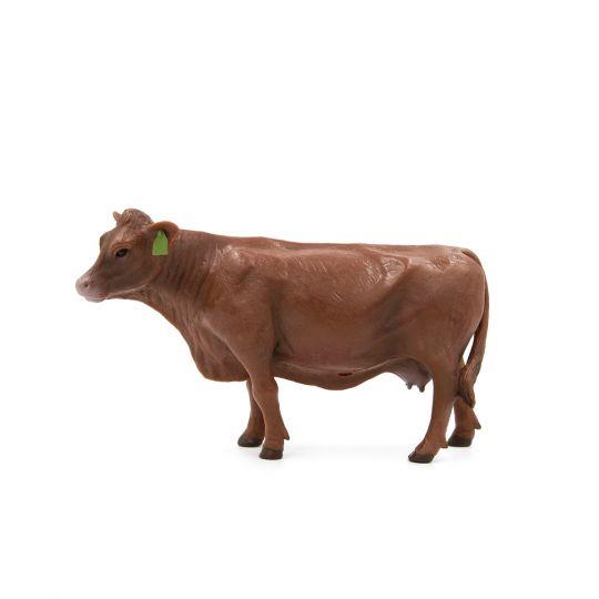 Red Angus Cow