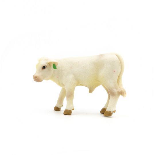 Charolais Calf