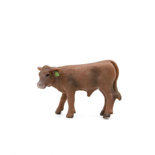 Red Angus Calf