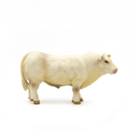 Charolais Bull