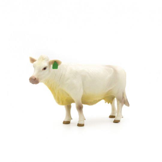 Charolais Cow