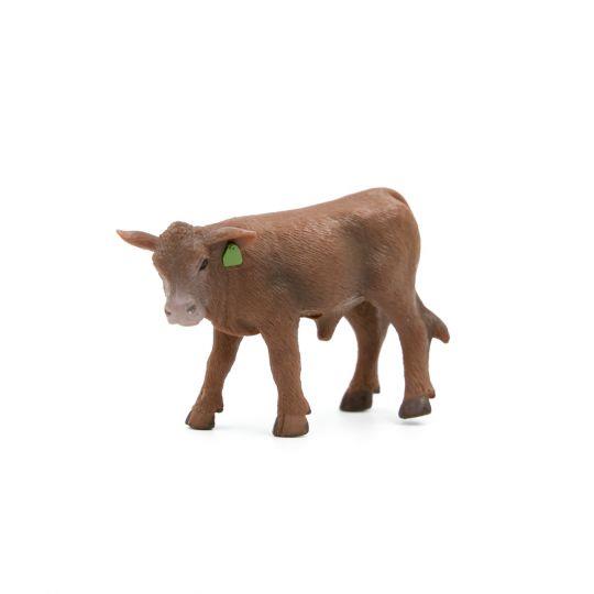 Red Angus Calf